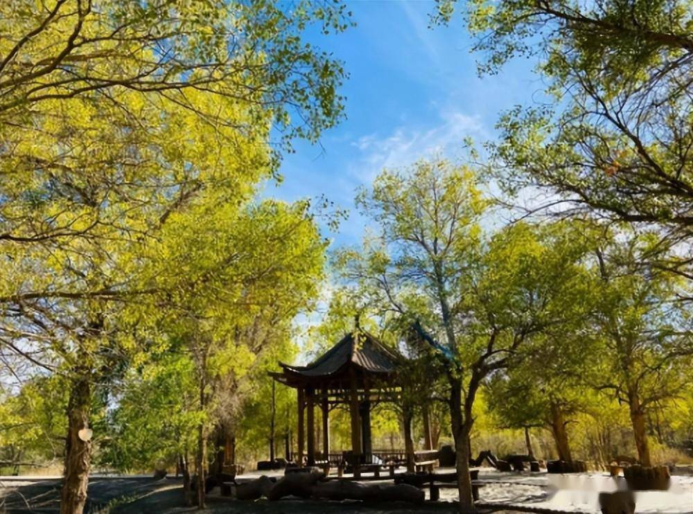 甘肃酒泉金塔:人间仙境胡杨林 一年四季皆美景