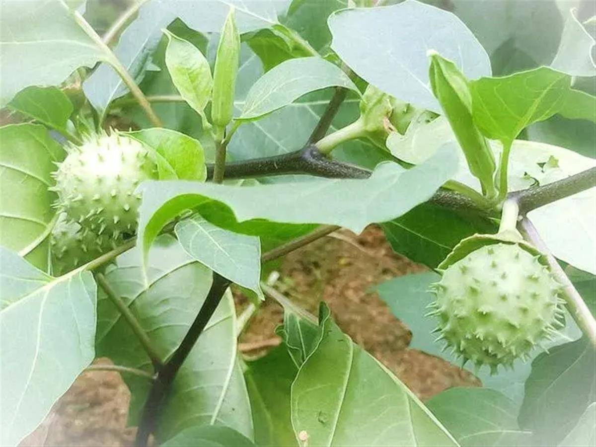 曼陀罗果外用可治病?心急大爷一口吞下两颗引发中毒_医生_植物_食用