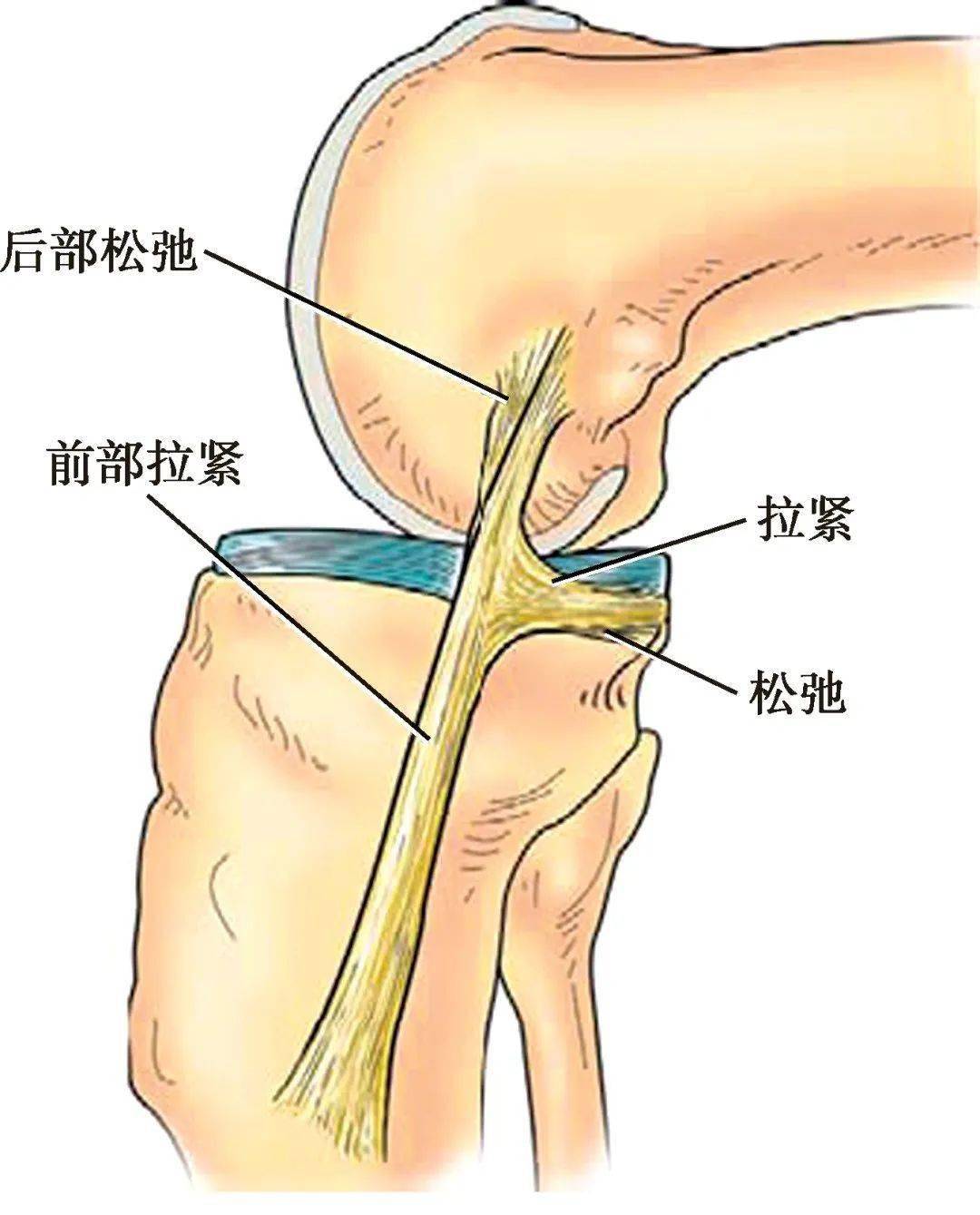 那抓紧收藏吧!_解剖_韧带_结构