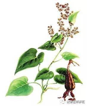 百年首乌四,传统药典记载,人参能够固本回元,护命强身,延年益寿.