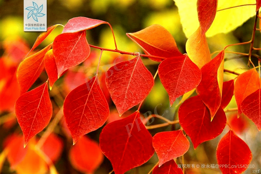 层林尽染的时节去哪里赏红叶,又有哪些御冬养生的汤品呢?