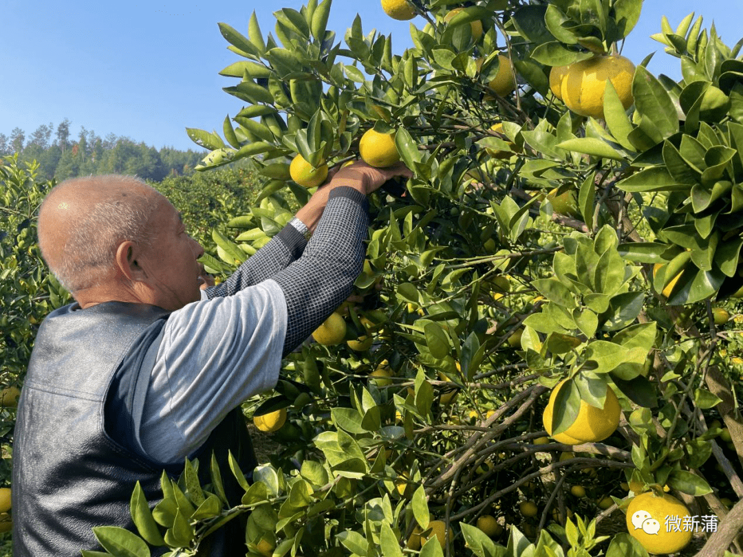 群乐村第一批种植胡柚的大户,他曾亲自前往浙江胡柚产地考察了半个月