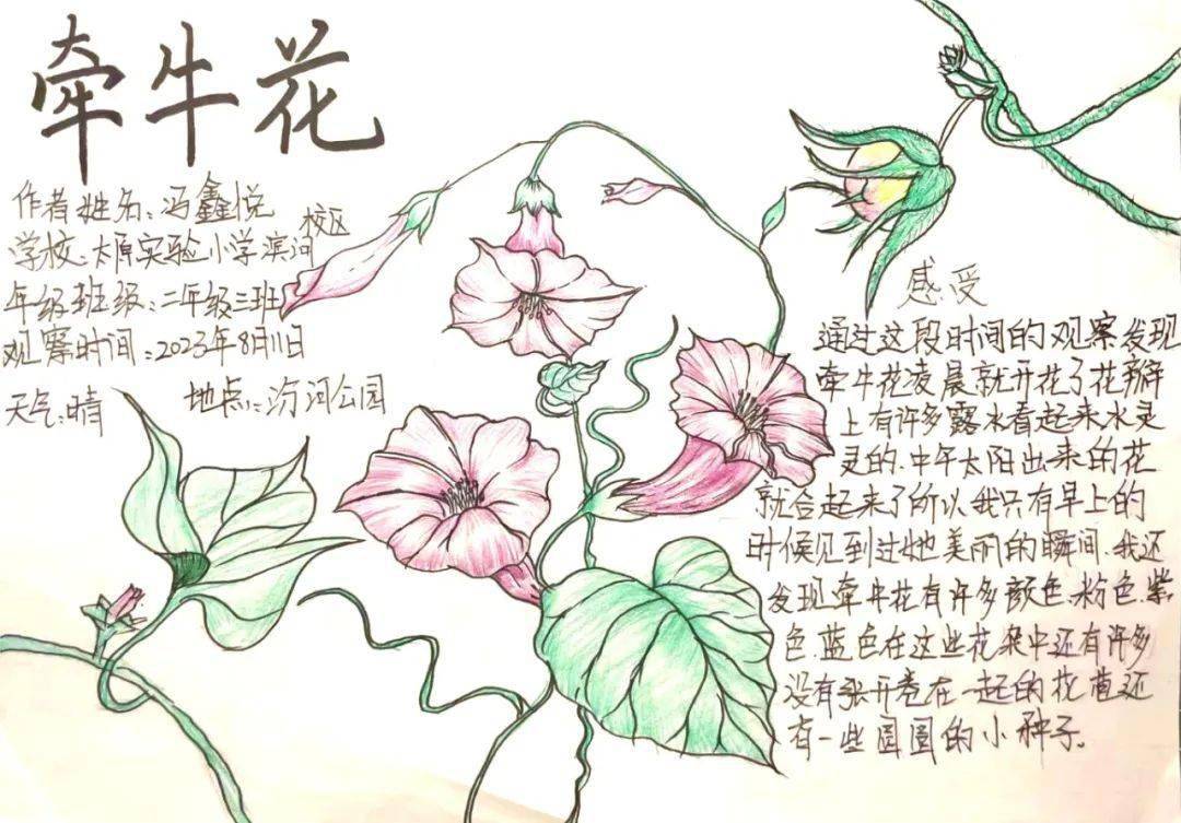 三叶草自然笔记的内容图片