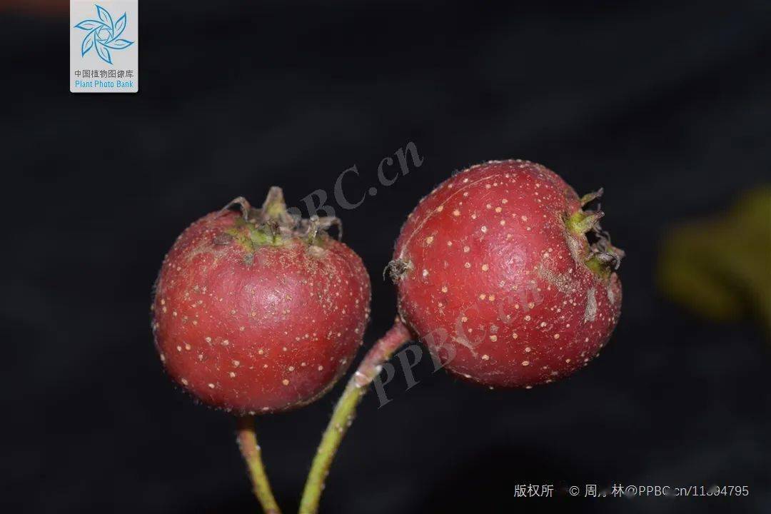 红山楂,绿山楂,不一定都是山楂_山里红_栽培_云南