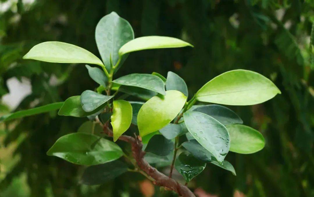 养护得当的金钱榕,一年四季绿油油,叶子层层叠叠,特别富有生机.