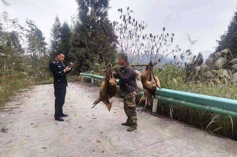 德江一男子非法捕猎被民警当场查获_果子狸_动物_进行