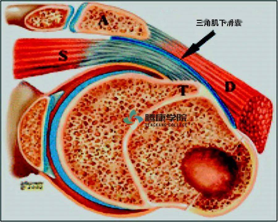 冈上肌腱解剖图片