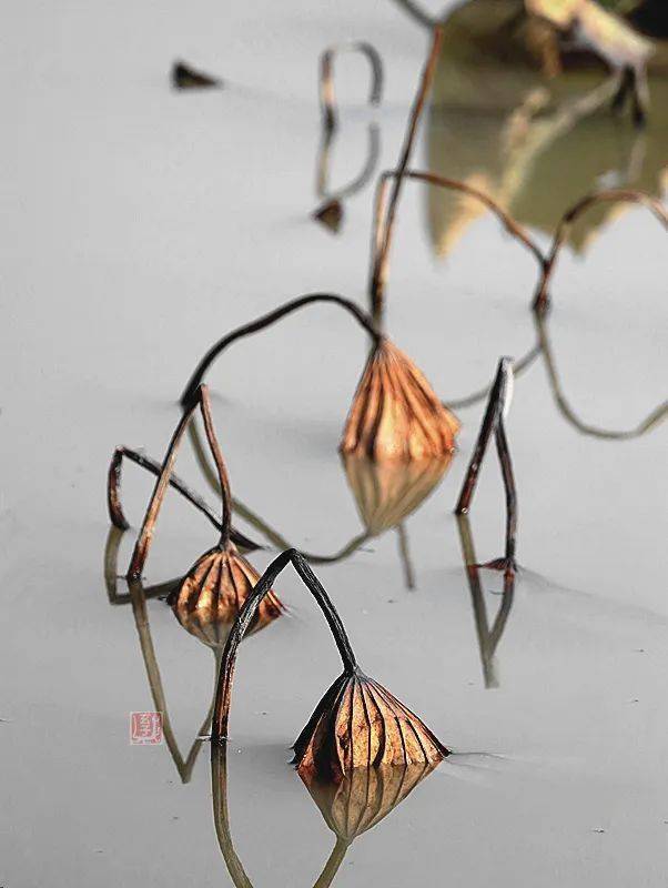 西贝大师摄影作品《留得残荷迎春色》欣赏_美的_人生_生命