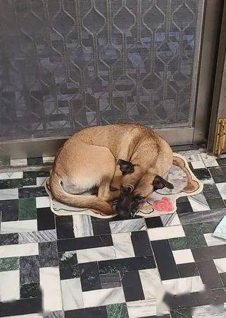 耳机突然消失,爱犬开飞机耳变心虚小海豹,嘴巴一开奴才傻眼!
