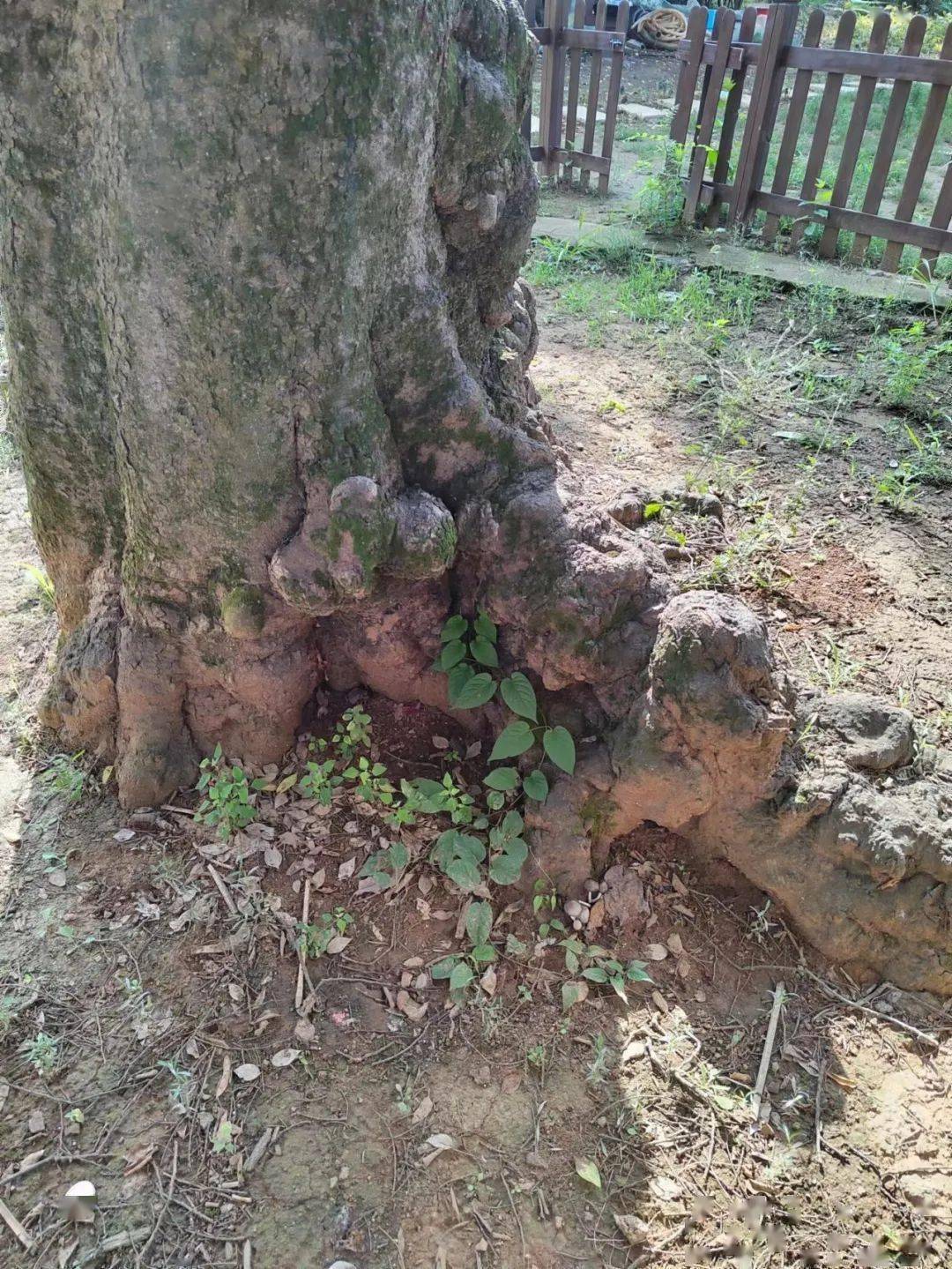 吴窑:葱葱绿海 嘤嘤鸟鸣 处处清新怡人_古树_河水_定远县