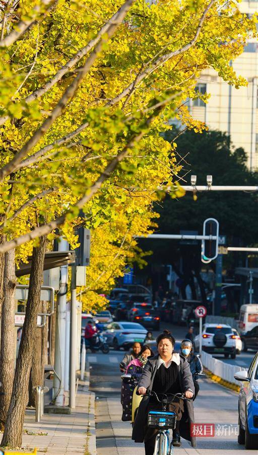 武昌首义路变身"金光"大道_武汉_时节_行走