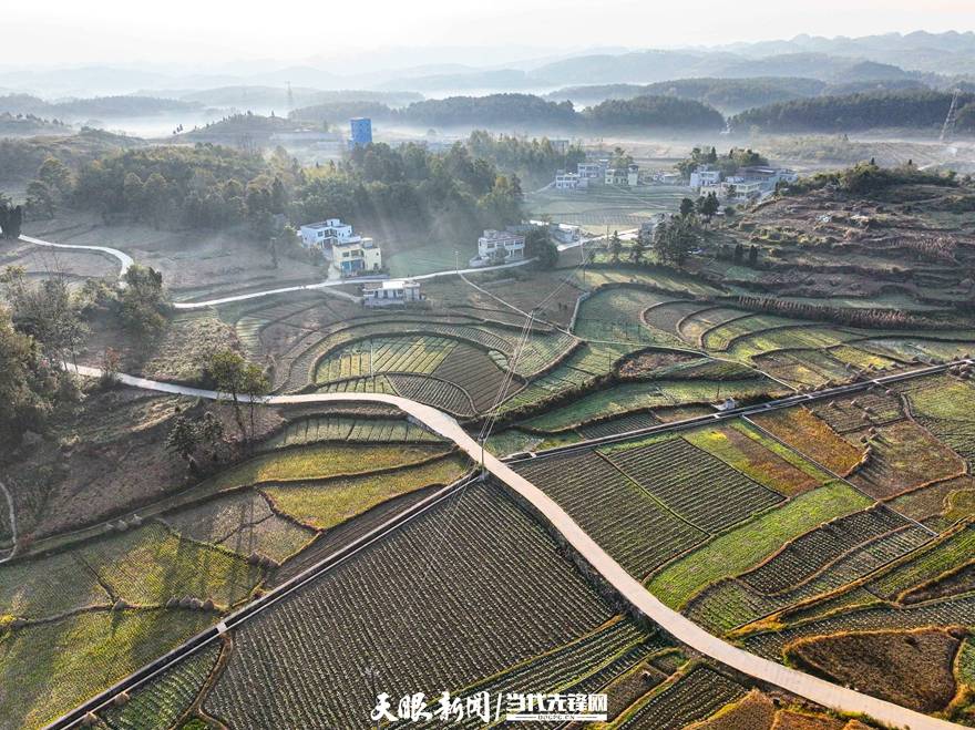 【天眼影像】黔西雨朵镇:冬日坝区无闲地 蔬菜添绿促发展_产业_标准