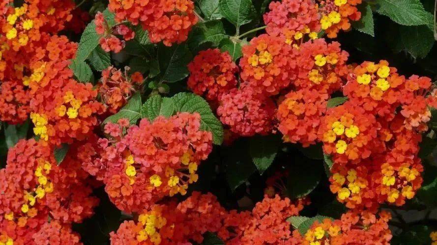 防范外来物种入侵丨最美的入侵植物马缨丹_果实_我国_有毒