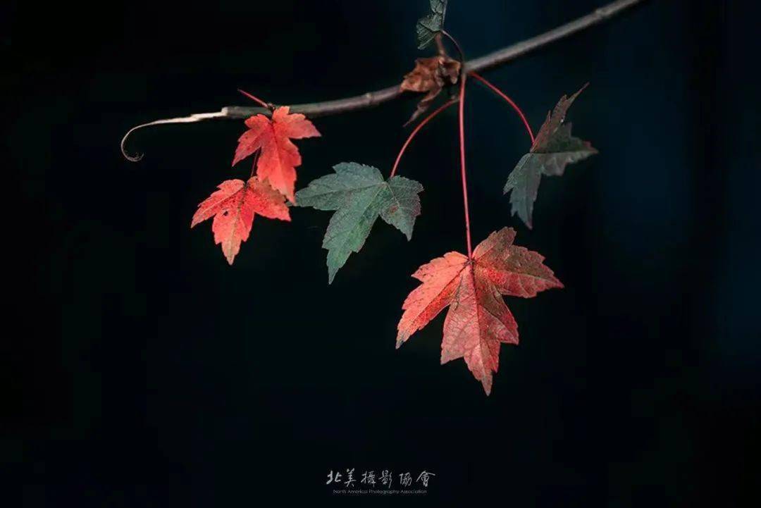 影摄影:其乐蓉蓉秋意盎然 摄影:刘树民秋意盎然摄影:朱丽像燕子般飞