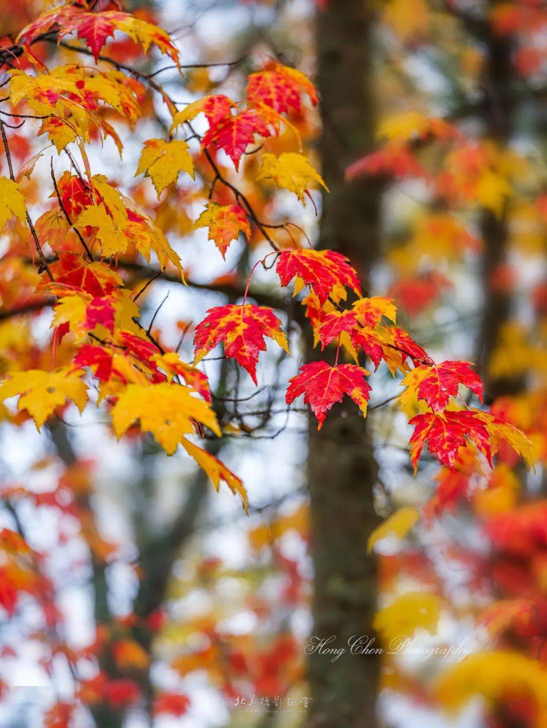 渐变秋叶 摄影:王麓怡静 摄影:易虎影摄影:其乐蓉蓉秋意盎然 摄影