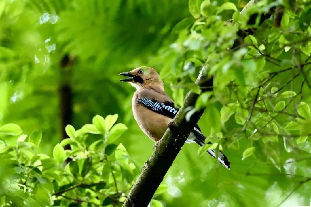 当一只鸟是什么感觉?免费birdwalk或许能给你答案_褐色_鸟类_越秀公园