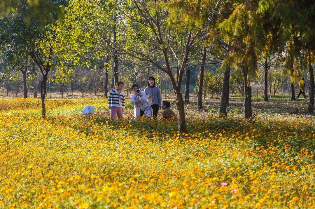 界首:种下满园花 留下赏花人_湿地_公园_戴桥镇