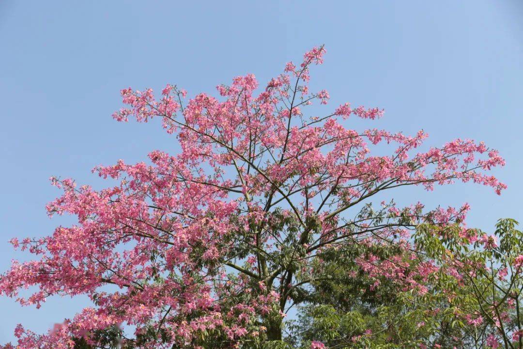 花朵_木棉_韩晓初