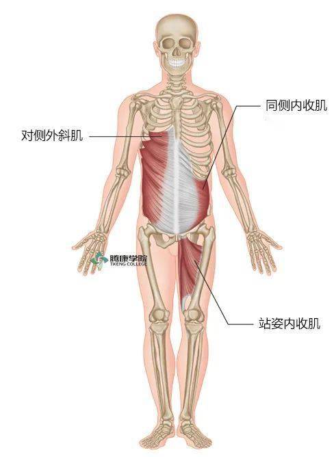 關節還會通過由內部和外部核心肌群的激活/收縮來輔助完成,甚至股直肌