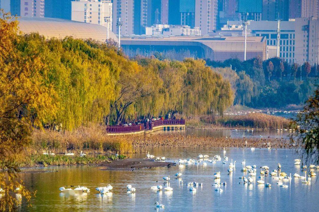 新郑天鹅湖畔图片