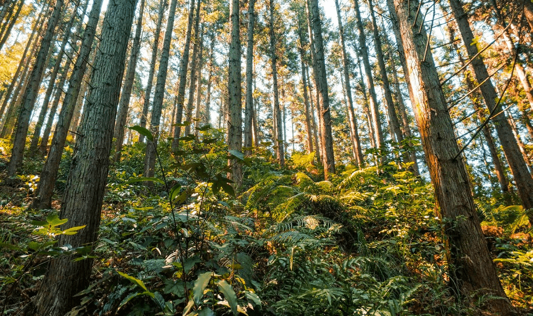 宁德:推深做实"林长制",筑牢绿色"生态线"_保护_工作_发展