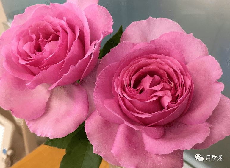 高颜值的旋转香水,花如其名很香,抗性强好养活的伊芙月季_品种_种植