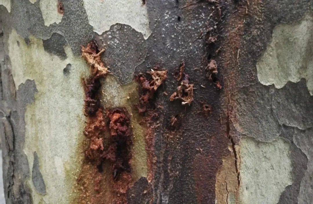 ①号选手:星天牛;②号选手:光肩星天牛;③号选手:云斑天牛;④号选手