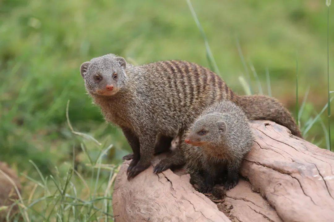 这才是深藏不露的高手_动物_乐都_永川