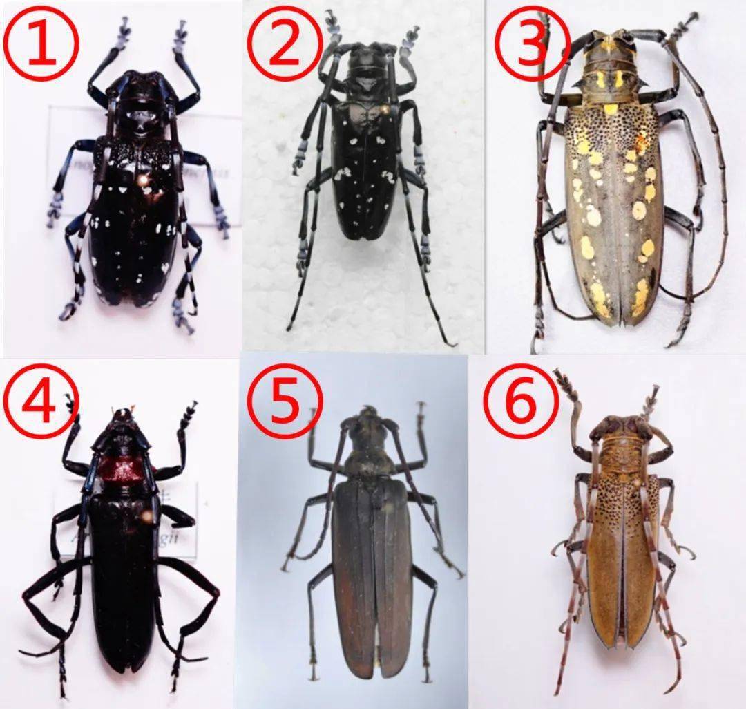 ▼①号选手:星天牛;②号选手:光肩星天牛;③号选手:云斑天牛;④号选手