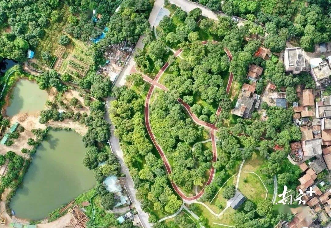 荔枝公园建成后,东坑各村悄悄发生了新变化_东坑镇_环境_乡村