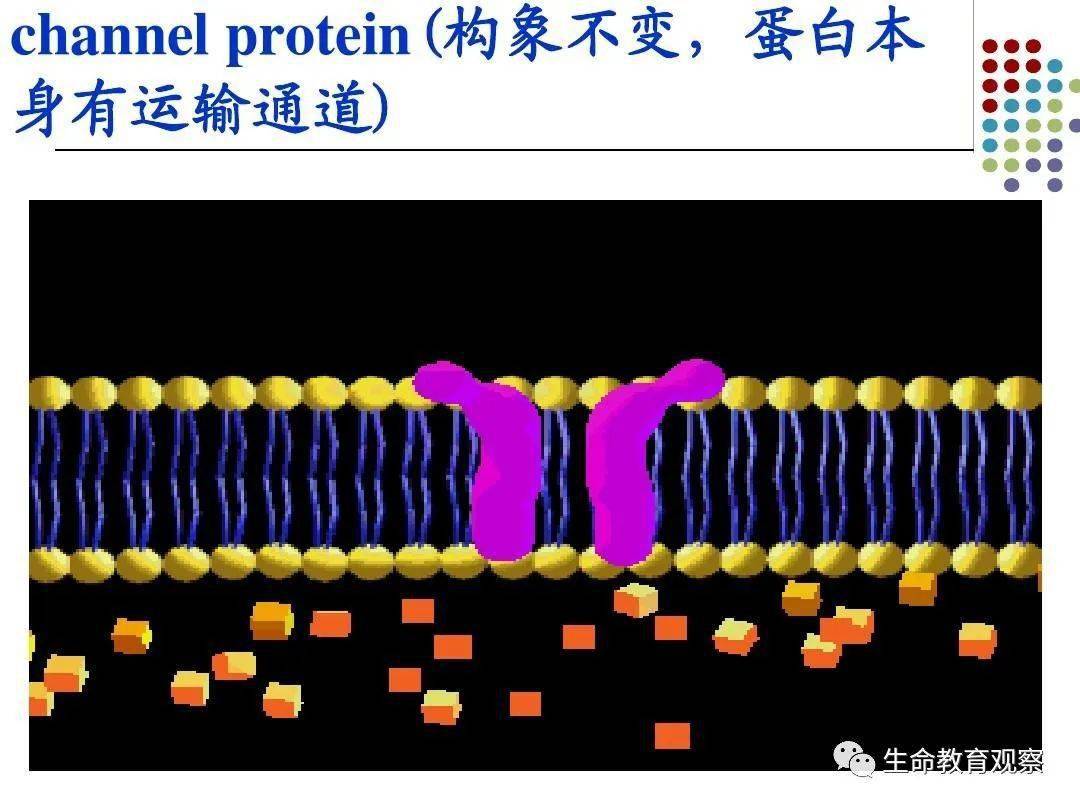 教材释疑:载体蛋白的构象改变和空间结构改变一样吗?