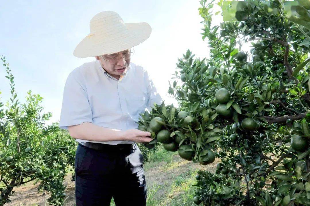 華中農大四代科學家秭歸接力啟示錄(三)_文才_柑橘_科學研究部