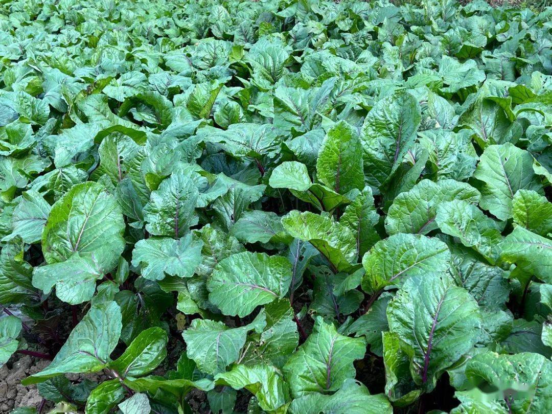 仪征地标菜上桌_菜薹_紫菜_咸肉