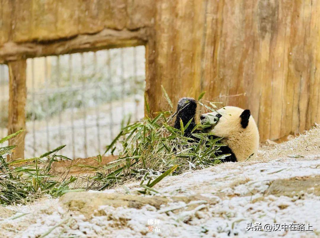 汉中大熊猫独享雪中乐园_雪花_佛坪_孩子