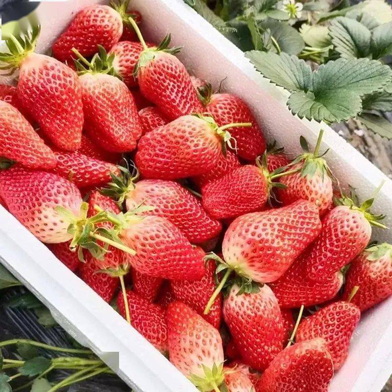 冬日里的"莓"好时光,海阳头茬草莓"抢鲜"上市_种植_大棚_产业