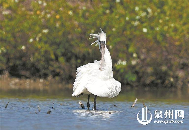 从2021年秋季起,国家一级保护野生动物黑脸琵鹭已连续三年来到石狮