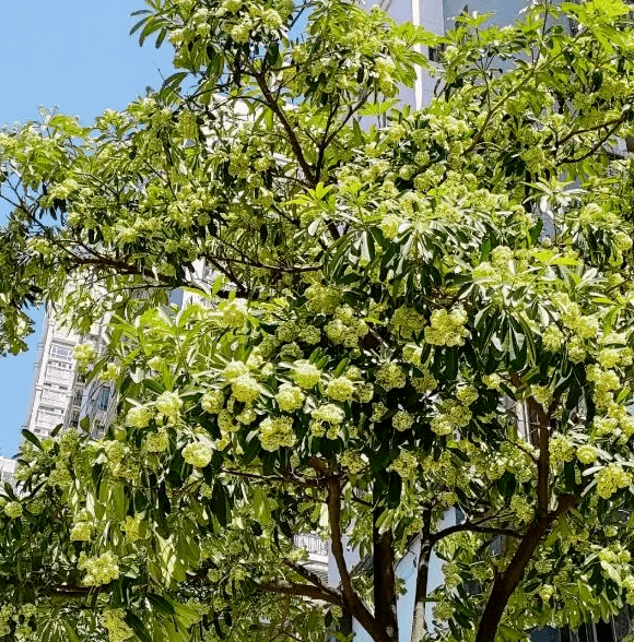 广东街头大量糖胶树集中开花,街坊们纷纷吐槽臭树气味难忍!
