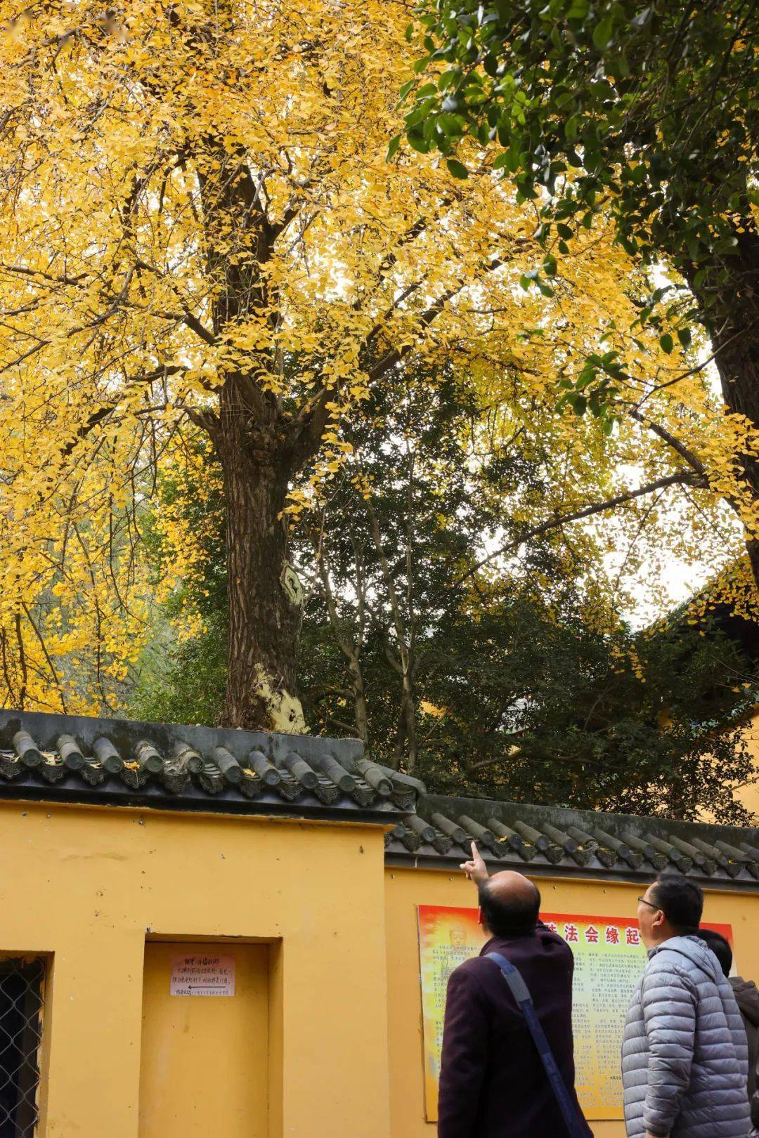 这其中最为人熟知的的是西山古灵泉寺中的一对夫妻般的古银杏