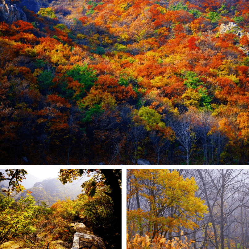这个地方藏着海阳最美的初冬山景_招虎山_枫叶_世人