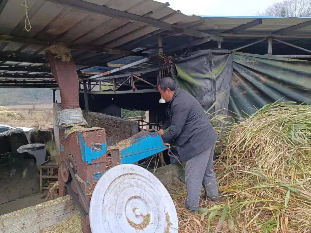 豐樂鎮山江村:肉牛產業為鄉村振興增添動力_餘飛_養殖_鄒林燕