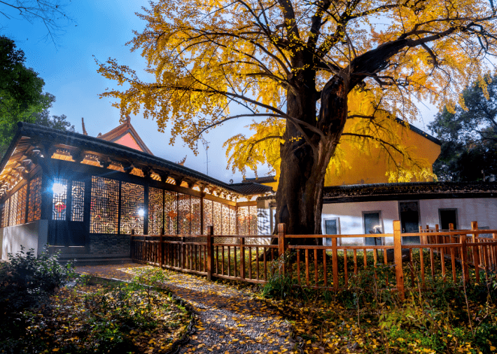 嘉兴最为古老的树木被誉为"浙江省十大最美银杏树王"油车港镇栖真寺栖