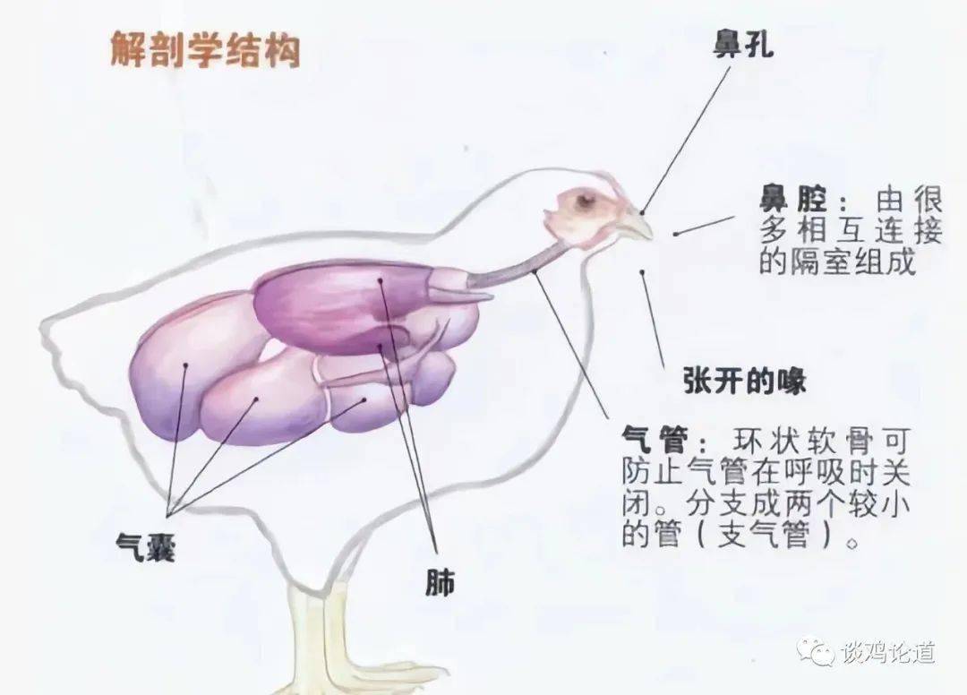 鸟的呼吸器官结构图图片