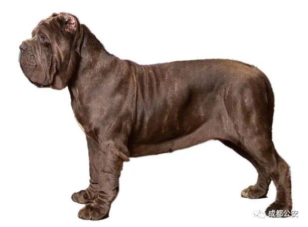 10. 法國波爾多獒犬doguedebordeaux11.英國馬士提夫犬mastiff12.