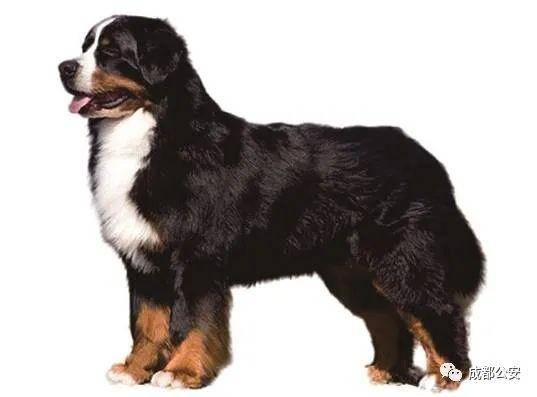 寻血猎犬bloodhound26. 大白熊犬(比利牛斯山犬)greatpyrenees27.