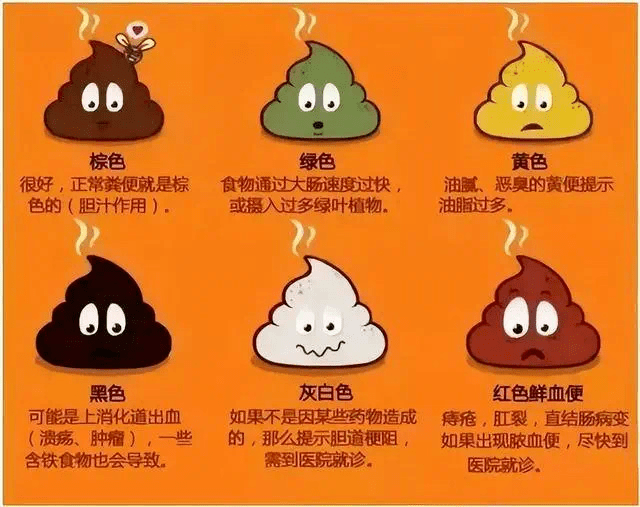 大便_消化道_粪便