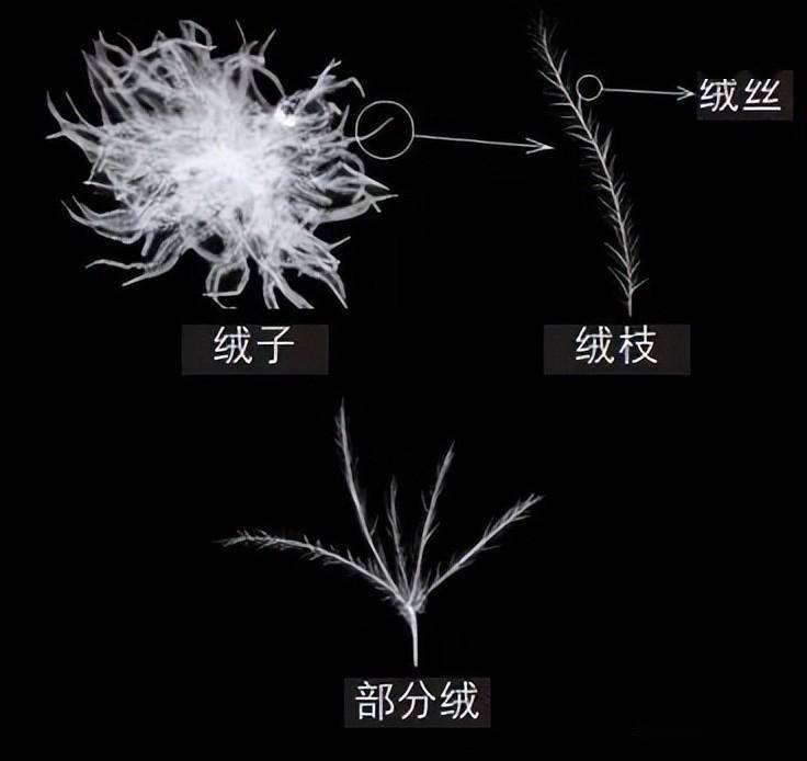 绒丝:朵绒上掉下来的单丝,呈一根一根的丝状,没有蓬松感.
