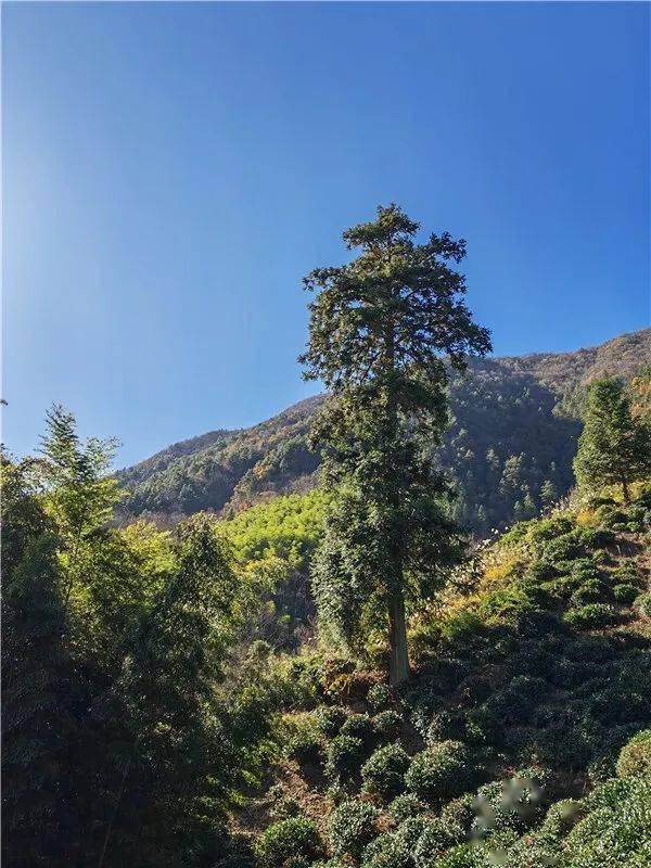 绩溪发现"杉木王",宣城第二,安徽前十!