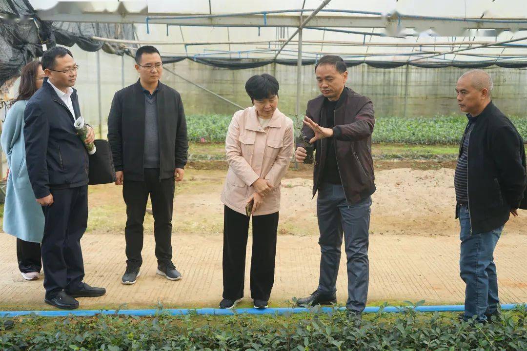 市委常委,统战部部长高冬瑞到小坑镇调研"百千万工程"工作情况_项目