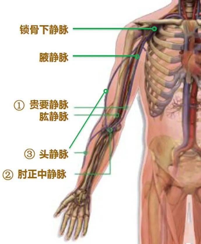 picc置管血管走向图图片