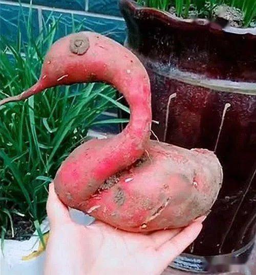 这些红薯,成精了!_书画_肯特_新风景